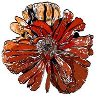 Isolate poppy realistic on the whitr background N2