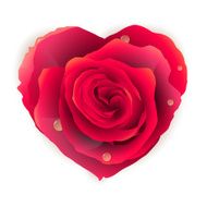 Isolated beautiful red rose heart EPS 10