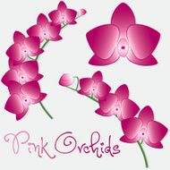 Orchid flower set in vector format