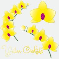 Orchid flower set in vector format N2