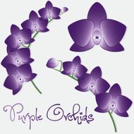 Orchid flower set in vector format N3