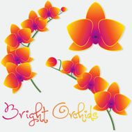 Orchid flower set in vector format N4