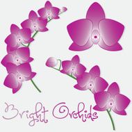 Orchid flower set in vector format N5