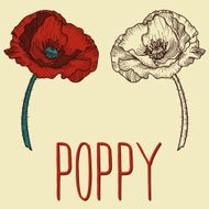 Isolated flower of poppy