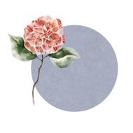 Watercolor background with Ñamellia flower