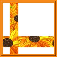 Daisy greeting card