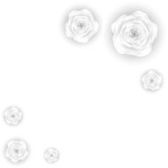 Decorative floral background with flowers of white roses