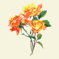 Watercolor Card with Yellow Garden Roses N4