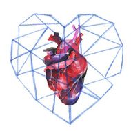 The watercolor human heart