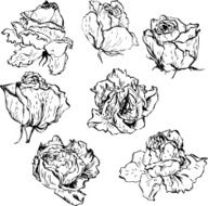 set of roses N2