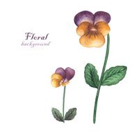 Vector watercolor flowers pansies