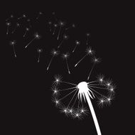 white vector dandelion