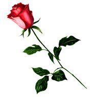Red rose isolated on white background