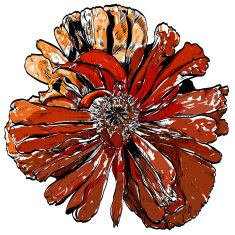 Isolate poppy realistic on the whitr background N2