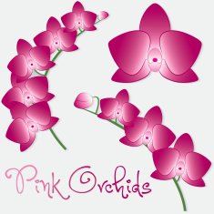 Orchid flower set in vector format