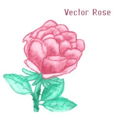 Gentle watercolor rose