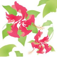 Floral pattern of hibiscus