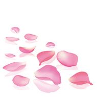 Falling rose peta N2