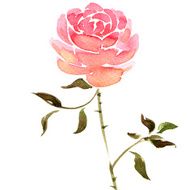 Watercolor rose flower