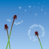color vector dandelions