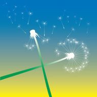 color vector dandelions N4