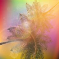 Palm trees with beautiful sunset