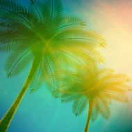 Palm trees with beautiful sunset N2