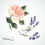 Vector Watercolor Rose and lavander