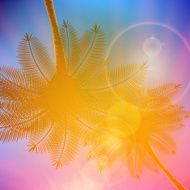 Palm trees with beautiful sunset N6