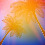 Palm trees with beautiful sunset N8