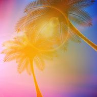 Palm trees with beautiful sunset N10
