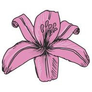Pink Lily N4