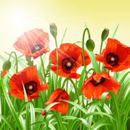 Red poppies in grass vector