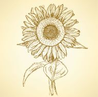 Sketch sunflower vector vintage background