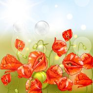 Bunch of Beautiful Red Poppy with Lights
