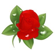 Red rose with drops in the form of heart