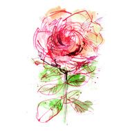 one pink rose on white background