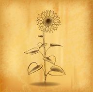 sun flower
