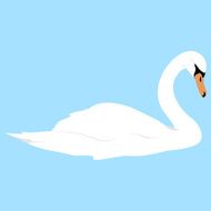 White Swan N3