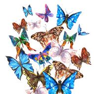 Watercolor butterflies on a white background greeting card N3