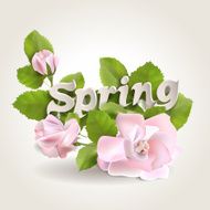 spring N46