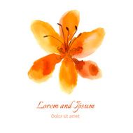 lily vector illustration painted watercolor N2