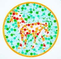 Color blind test -horse