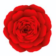 Red rose N12