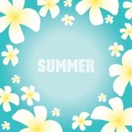 Summer background with frangipani flowers