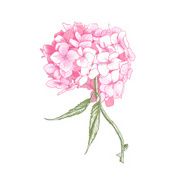 Hydrangea Vintage BotanicalIllustration