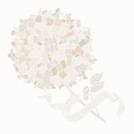 Hydrangea with ribbon on white background