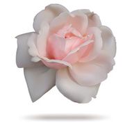 Pink rosebud isolated on white top
