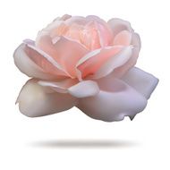 Pink rosebud isolated on white background front