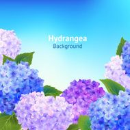 Hydrangea Flowers Background